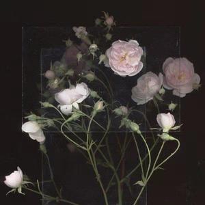 ass日本丰满奶头pics
